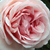Rózsaszín - Nosztalgia rózsa - Aphrodite®